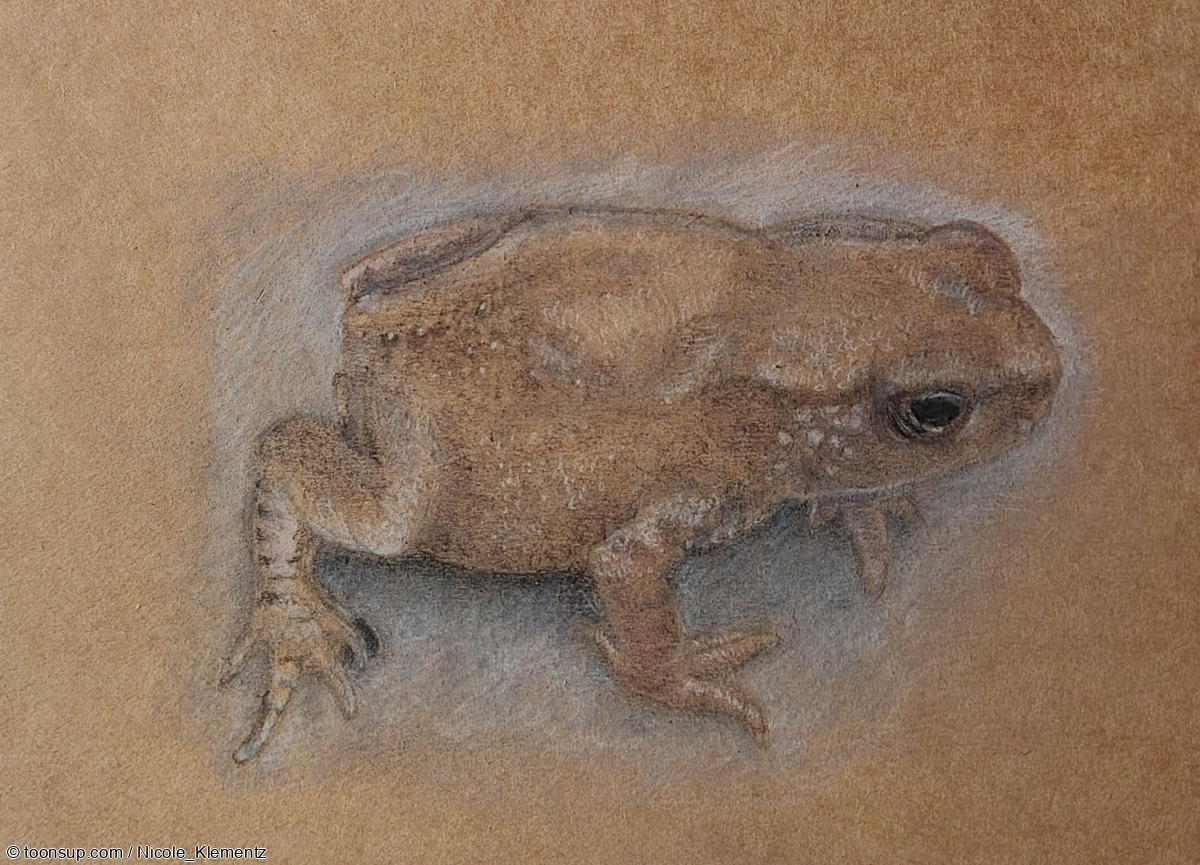 Illustration: Junge Kröte 1