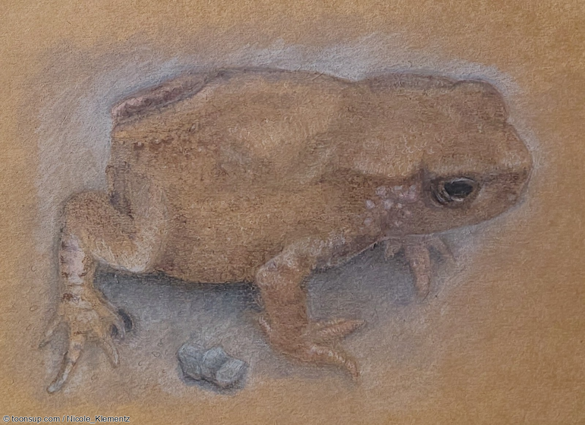 Illustration: Junge Kröte 2
