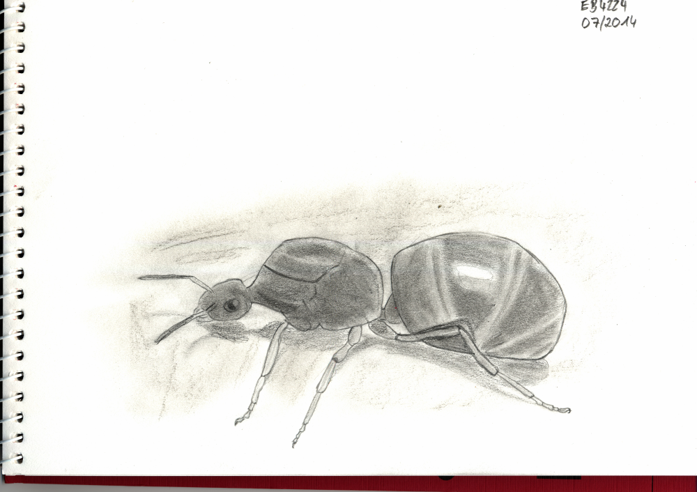 Illustration: eine Ameise entsteht 1