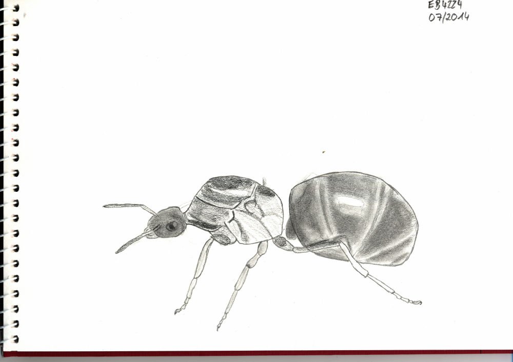 Illustration: eine Ameise entsteht 2
