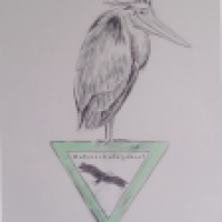 Fischreiher, Naturschutz