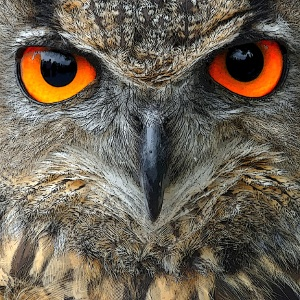 NightOwl