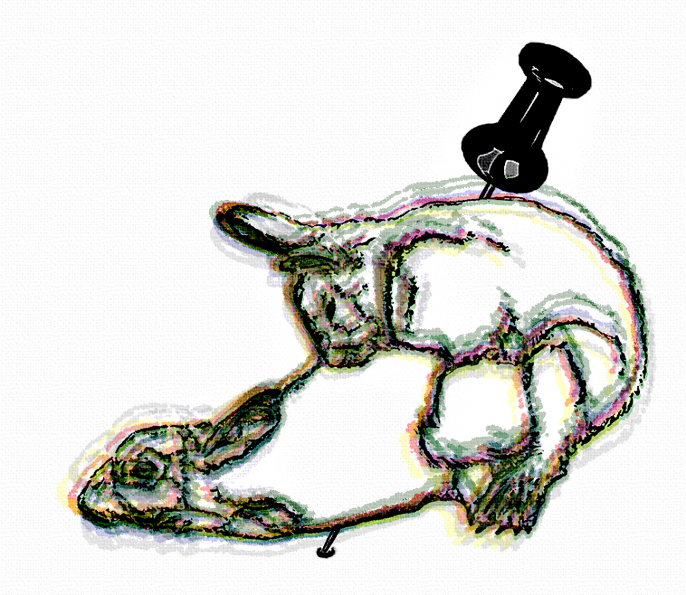 Illustration: Pin (shagger) up 1