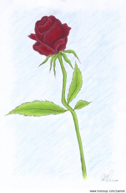 Anderes: Die ewige Rose 1