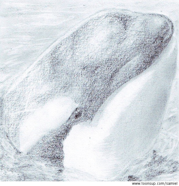 Anderes: Orka XD 1