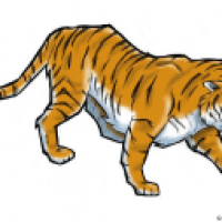 tiger