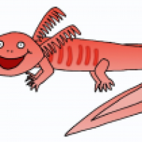 Axolotl, lachend
