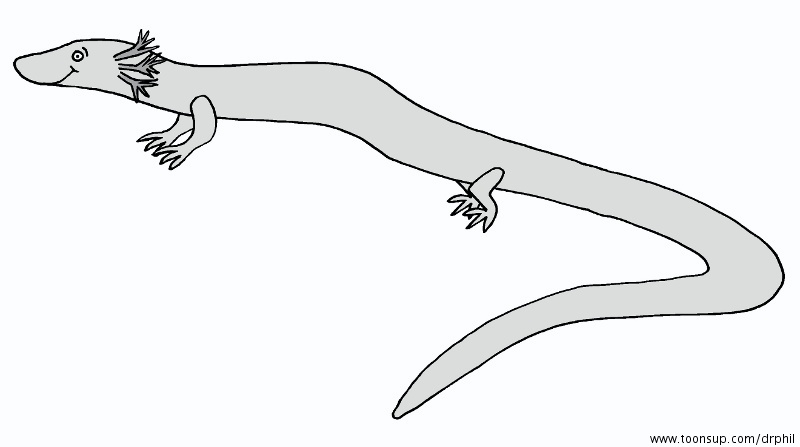 Illustration: Olm 1