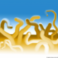 Worms