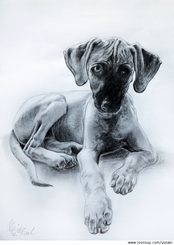 Other: Windhund Welpe 1