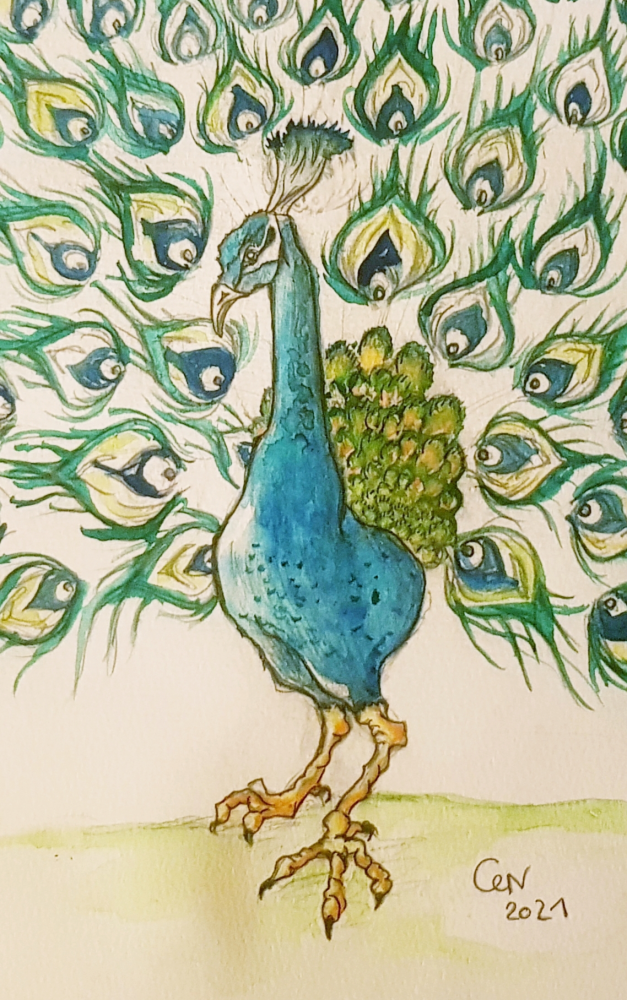 Illustration: Blauer Pfau 1