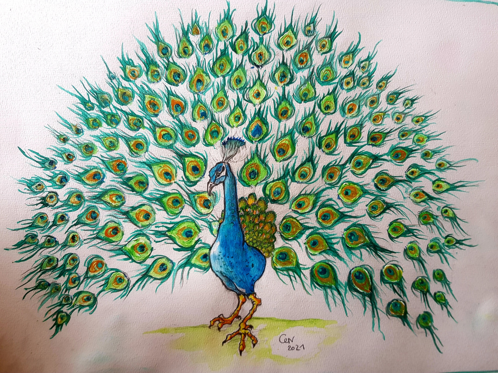 Illustration: Blauer Pfau 5