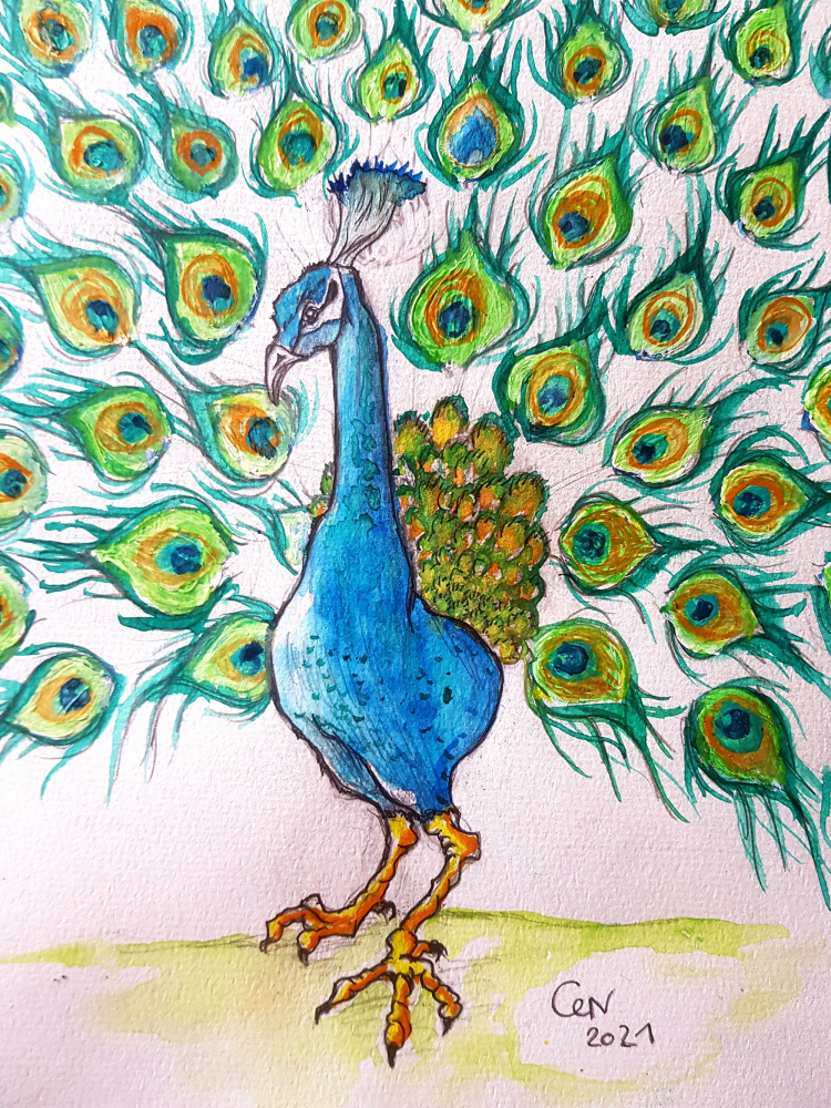 Illustration: Blauer Pfau 6
