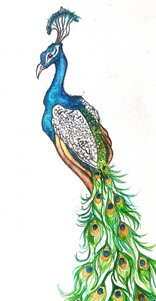 Anderes: Pfau 2 ( entspannt) 3