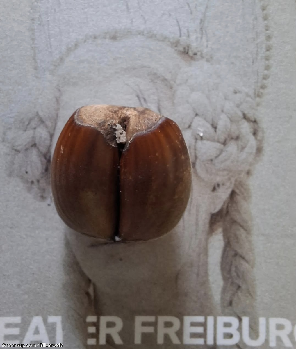 Foto: Nussgesicht 1