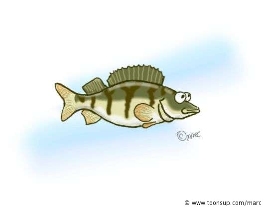 Concept Art / Character Design: Ein Barsch 1