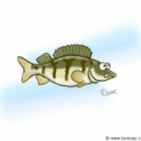 Ein Barsch