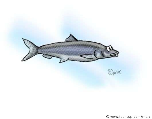 Illustration: Ein Hering 1