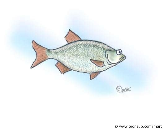 Illustration: Und noch ein Fisch 1