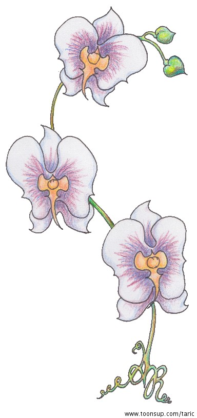 Illustration: Orchideentattoo 1