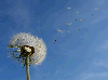 Pusteblume