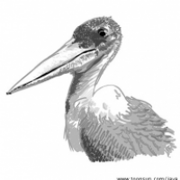 Marabu