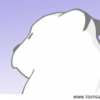Polarbär