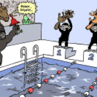 100m Freistil Katzen