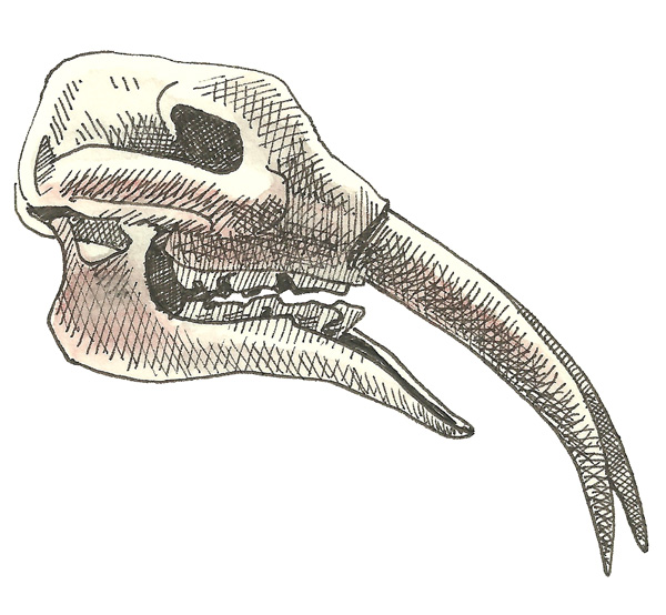 Illustration: Alte Knochen 2