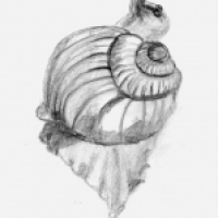 die bleistiftschnecke; aber plötzlich war sie weg;-(
