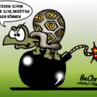 Schildkrötenflug