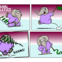 AnimalAthletics:Bodenturnen