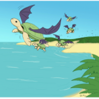 Turtle-summer