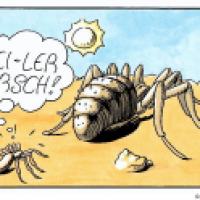 Spinnen