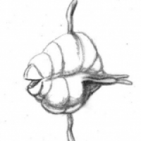 Cute animal sketches