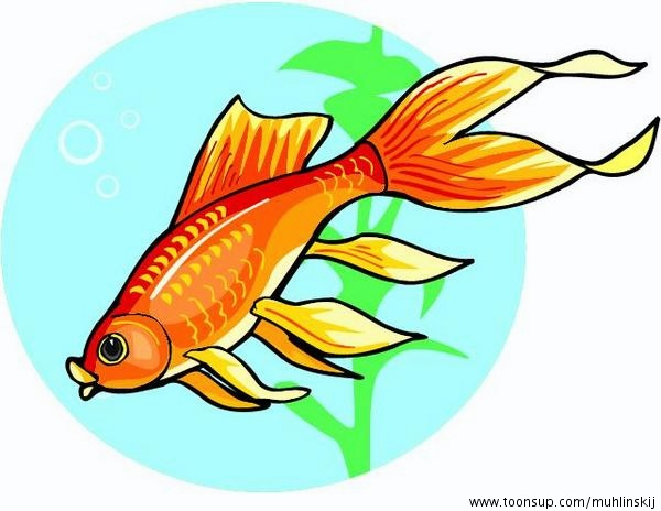 Illustration: fisch 1