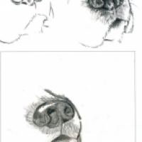 Hundenase