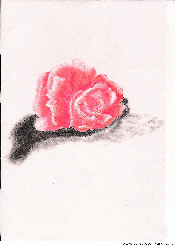 Anderes: Rose 1