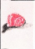 YINGuYANG