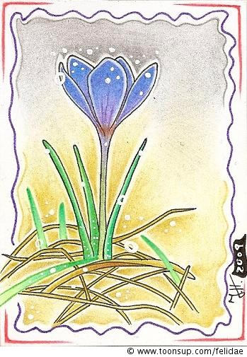 Illustration: Krokus (auf 6,4 x 8,9 cm) 1
