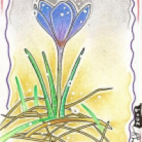 Krokus (auf 6,4 x 8,9 cm)