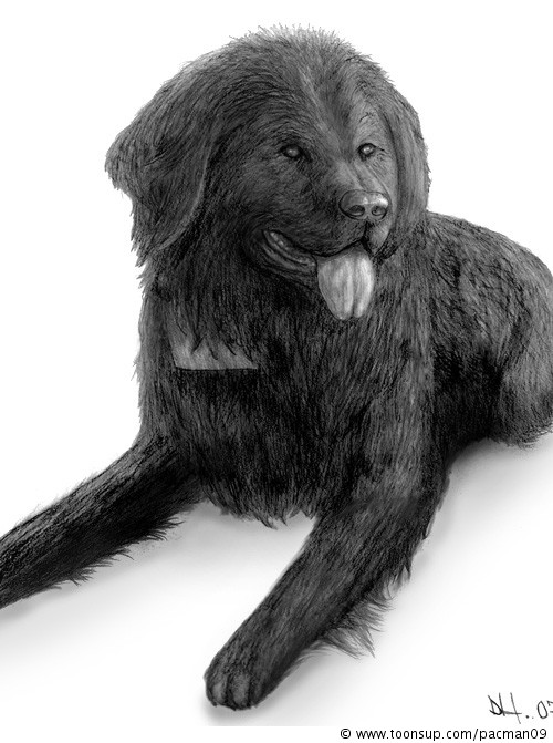 Illustration: Hund 1