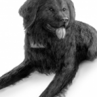 Hund