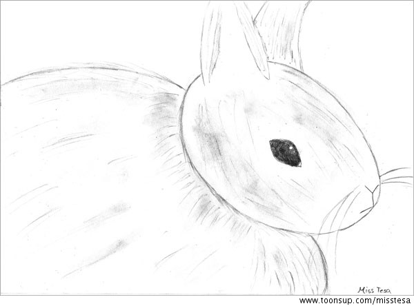 Illustration: Kaninchen 1