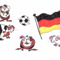Meerschweinchen WM
