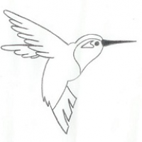 Colibri-Studie