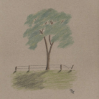 Baum