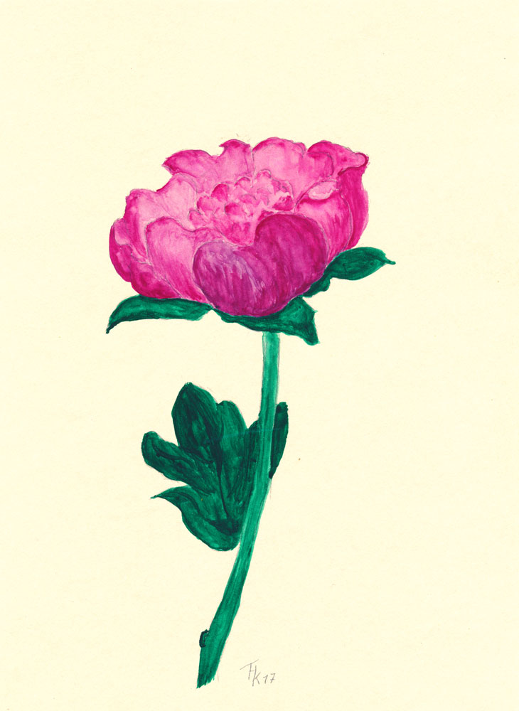 Illustration: Pfingstrose 1