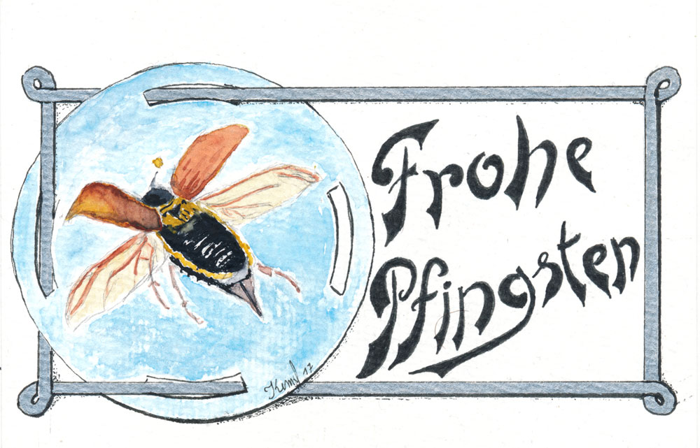 Illustration: Maikäfer 1