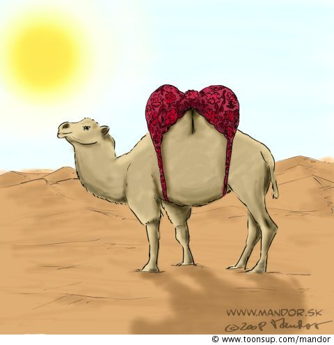 Cartoon: Camel 1